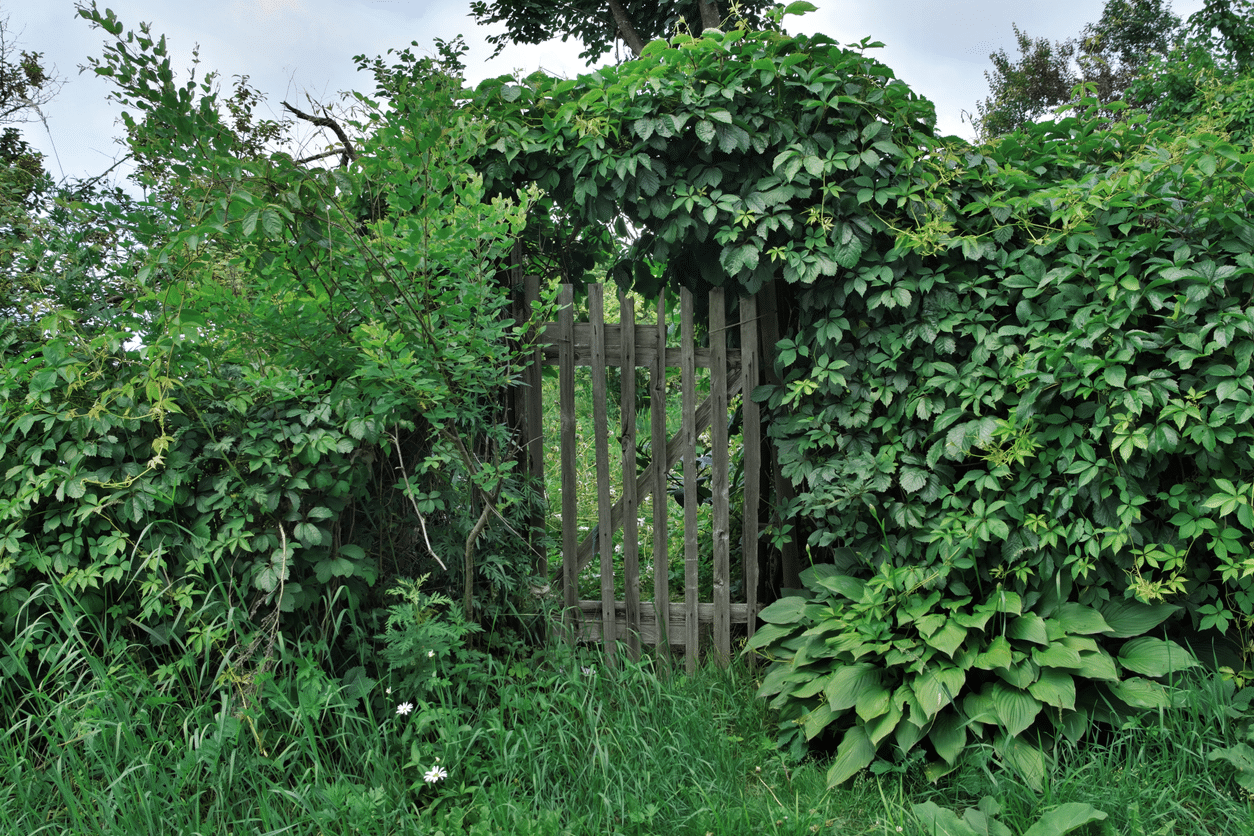 Photo of an overgrown gate at the back of a yard